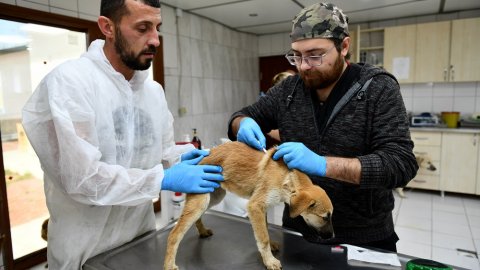 Depremde enkazdan kurtarılan köpekler Muratpaşa'da tedavi altına alındı