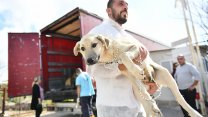 Depremde enkazdan kurtarılan köpekler Muratpaşa'da tedavi altına alındı