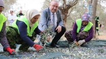 Edremit Belediyesi’nin zeytinliklerinde hasat başladı