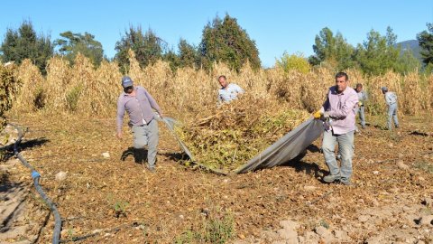 Konyaaltı Belediyesi'nin çandır fasülyesinde hasat zamanı